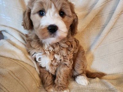Adorable Mini Golden Doodle Puppies