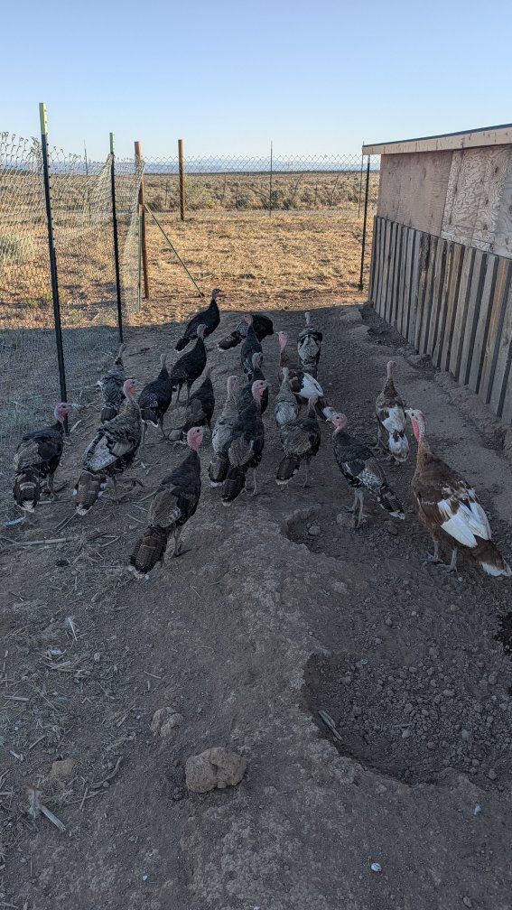 Heritage Mix Turkey Poults – Bourbon Red/Bronze/Narragansett (8 & 12 Weeks) – Group Discounts!