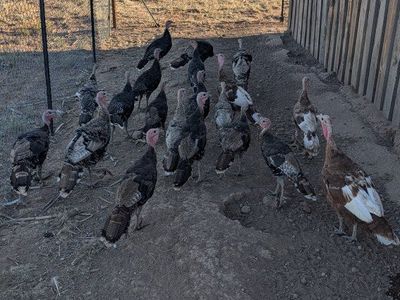 Heritage Mix Turkey Poults – Bourbon Red/Bronze/Narragansett (8 & 12 Weeks) – Group Discounts!