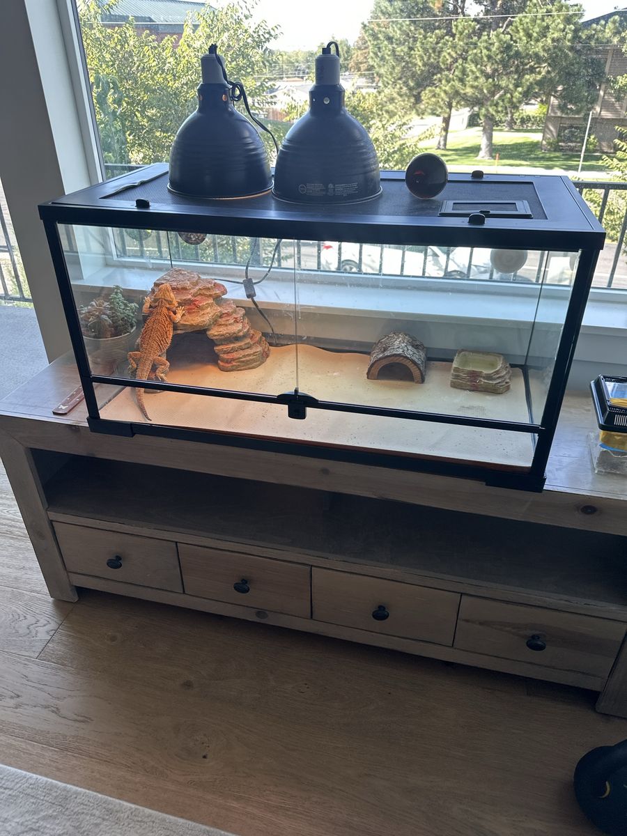 2 Year Old Fire Orange Bearded Dragon with 40 Gallon Tank and Lights