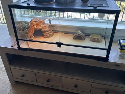 2 Year Old Fire Orange Bearded Dragon with 40 Gallon Tank and Lights