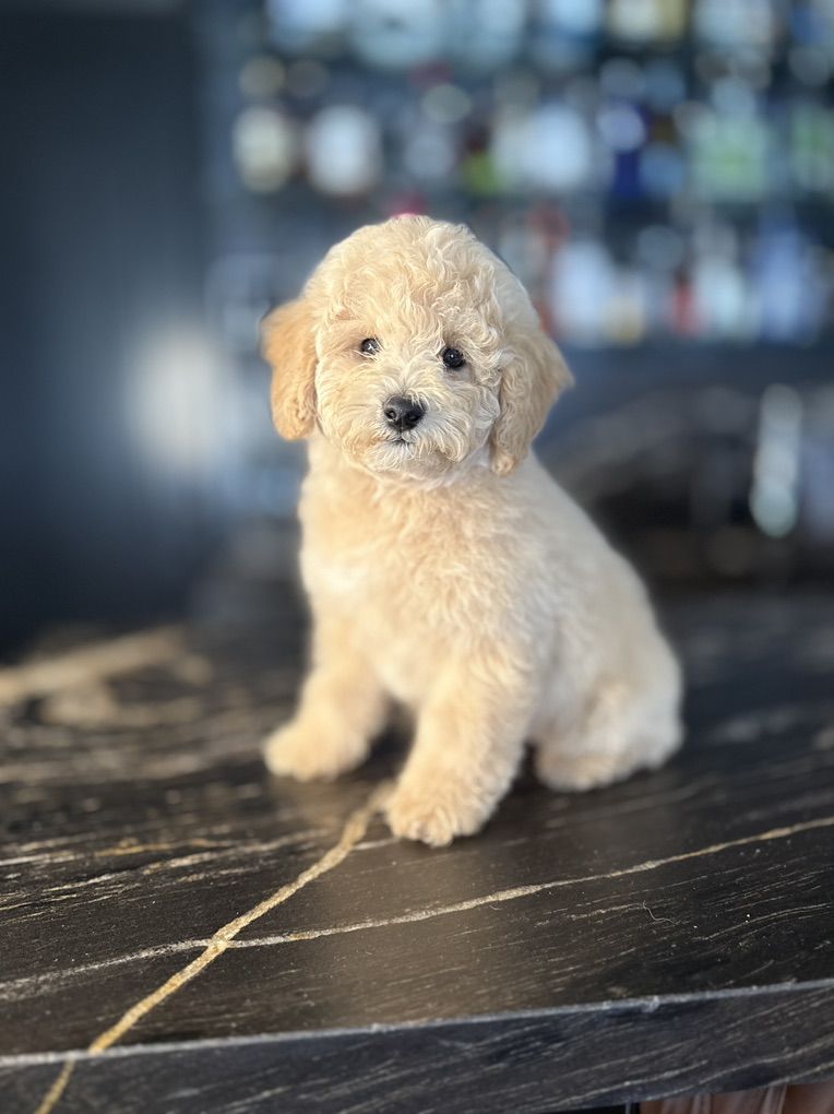 Tested Parents AKC Poodle Boy 10-12 Lbs Grown