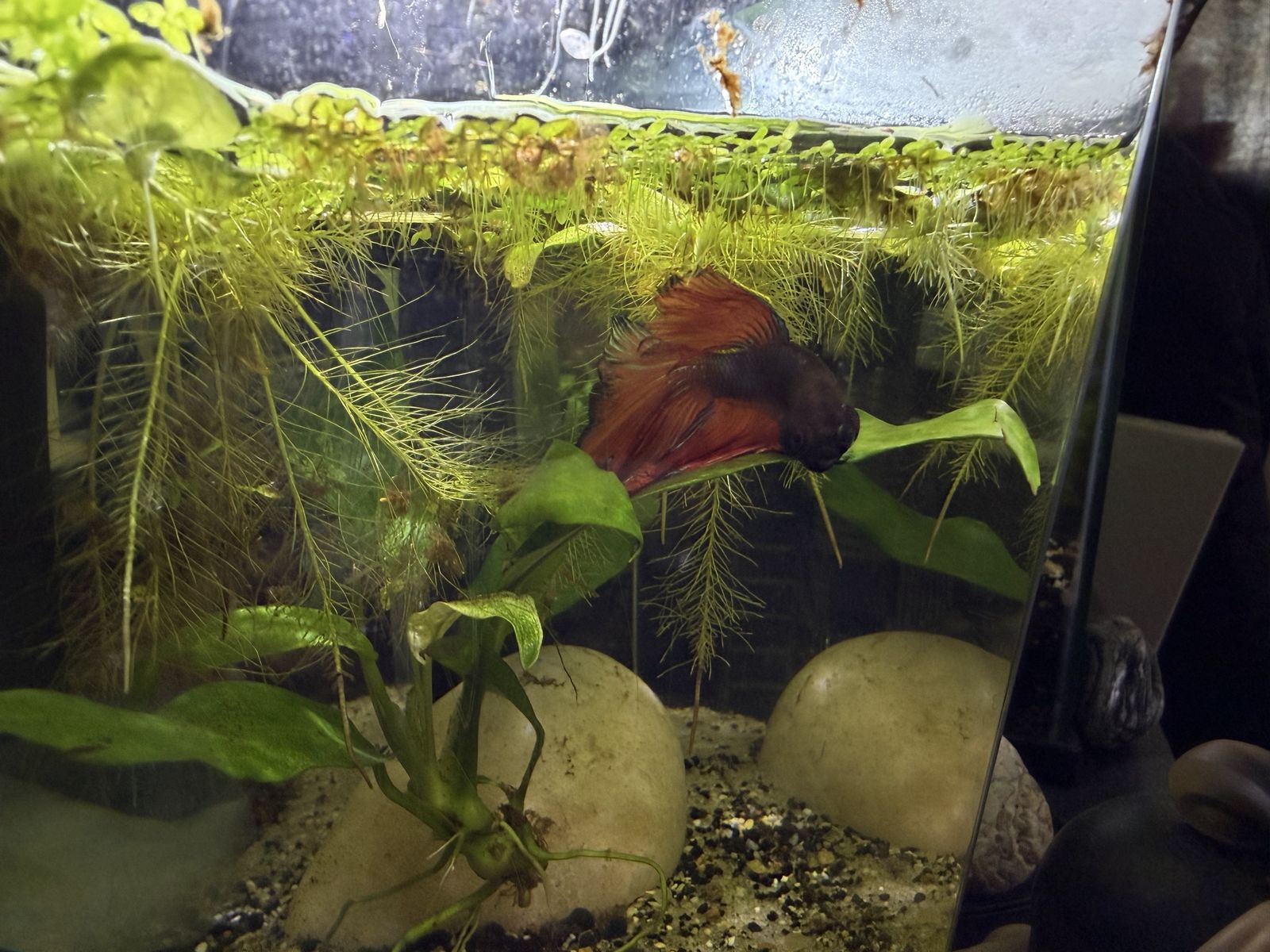 Betta fish