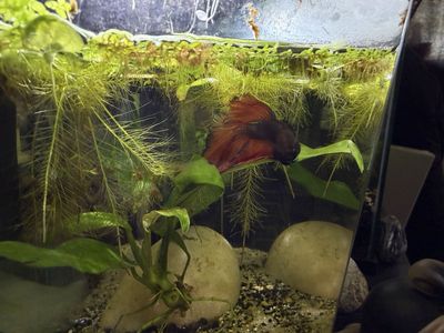 Betta fish