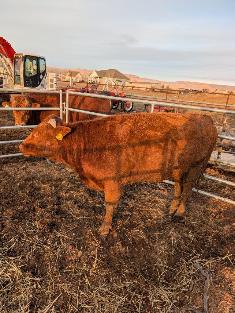 F1 Akaushi Angus cross