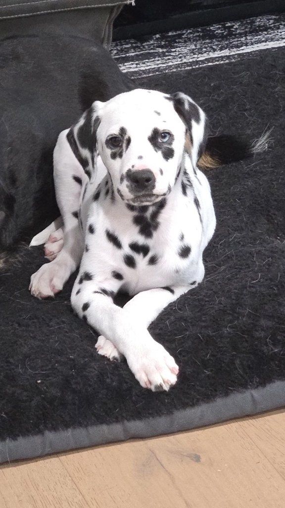 Dalmatian