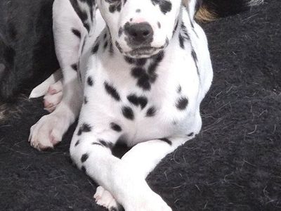 Dalmatian