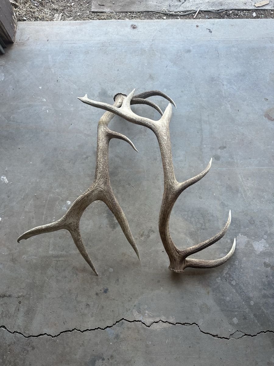 Elk antlers
