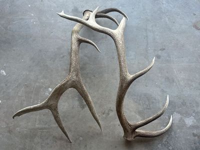 Elk antlers