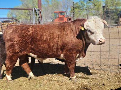 Mini Hereford Bull