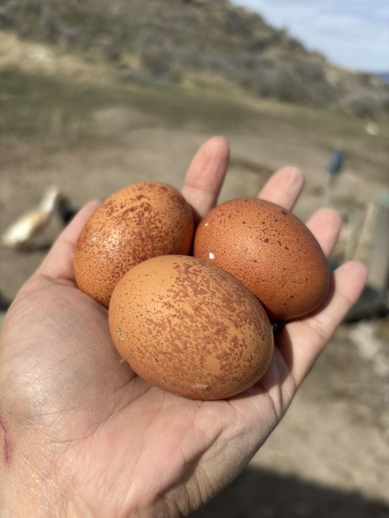 Welsummer Hatching Eggs