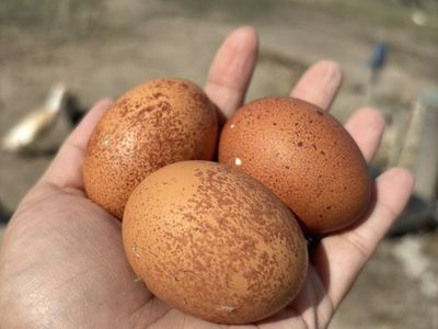 Welsummer Hatching Eggs