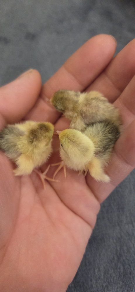 button quail day old hatchlings