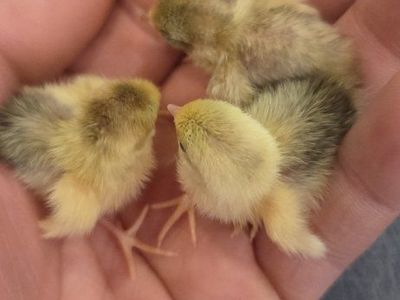 button quail day old hatchlings