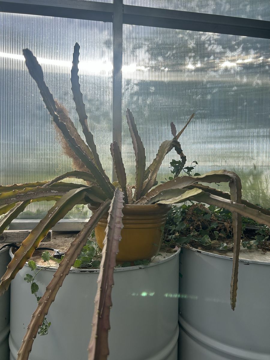 Night blooming cactus