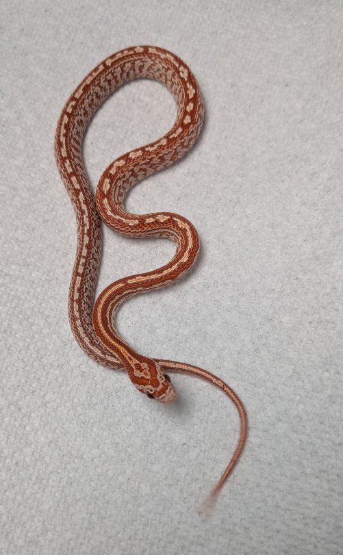 GREAT LOOKING CORN SNAKE MALE
