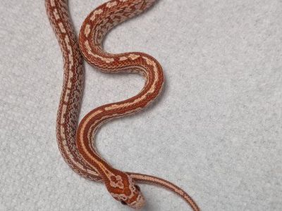 GREAT LOOKING CORN SNAKE MALE