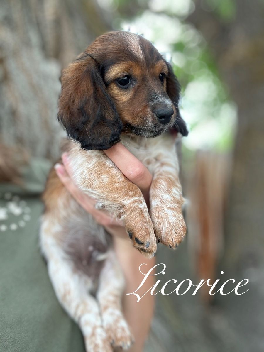 Miniature Dachshund