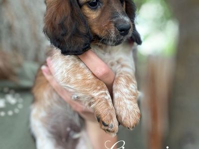 Miniature Dachshund