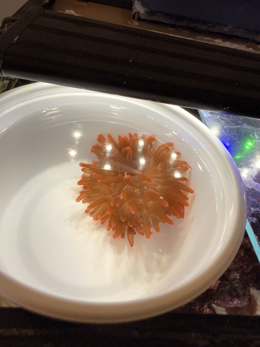Rose Bubble Tip Anemone - Vibrant Orange Live Coral for Reef Tank