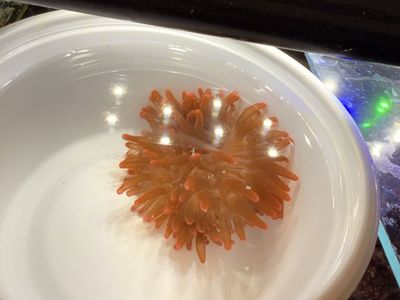 Rose Bubble Tip Anemone - Vibrant Orange Live Coral for Reef Tank