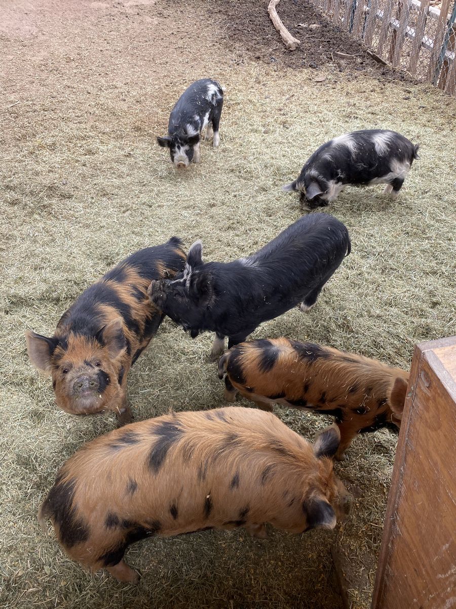 Kune Kune Pigs