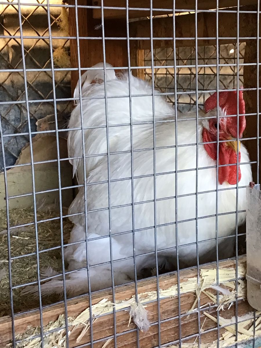 Cochin bantams