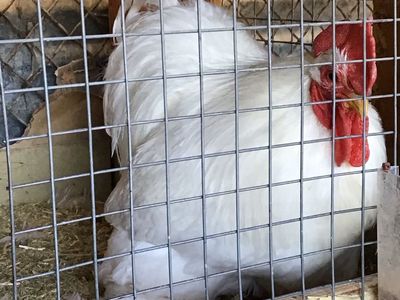 Cochin bantams