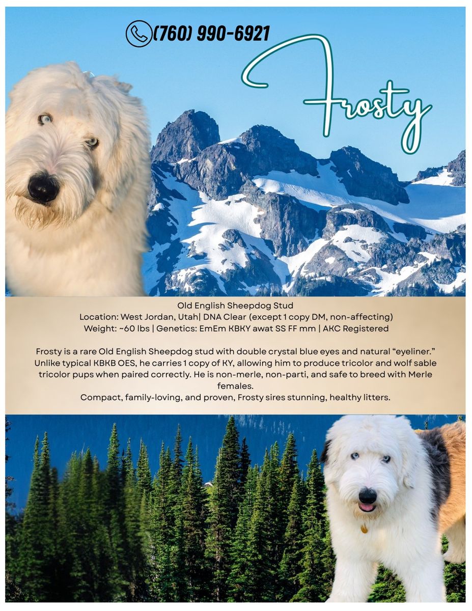 Frosty - AKC Old English Sheepdog Stud, 60 lbs, Double Blue Eyes, Proven