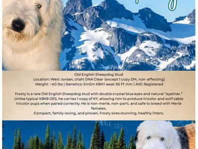 Frosty - AKC Old English Sheepdog Stud, 60 lbs, Double Blue Eyes, Proven