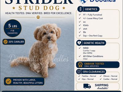 5lb F1b Cavapoo Wavy Coat FF Bb Ssp