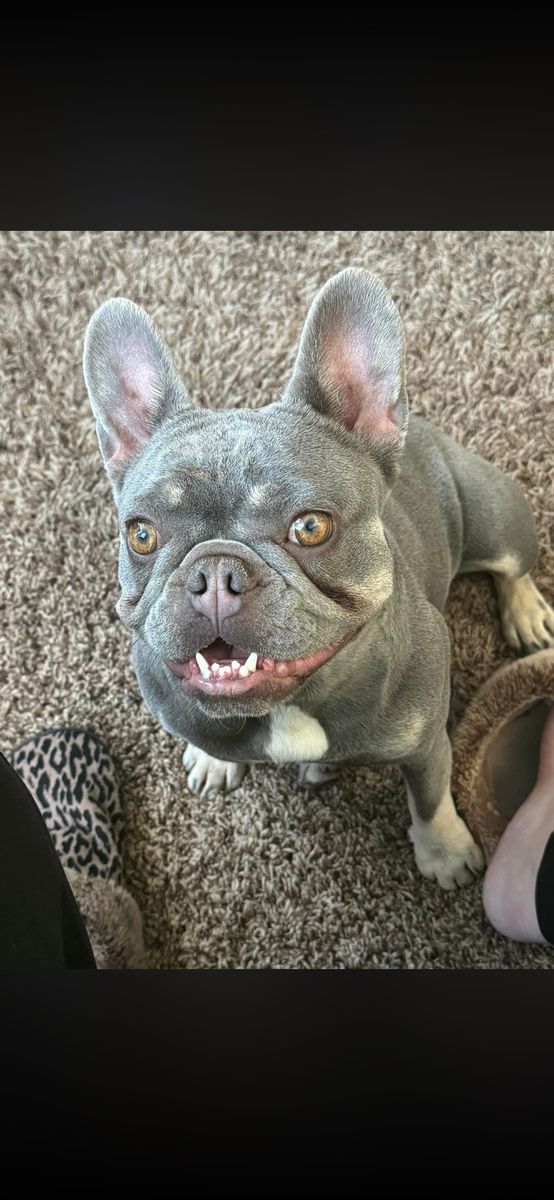 French Bulldog