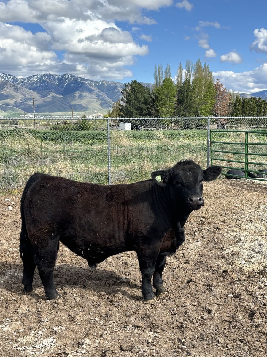 Simm/Angus Bull