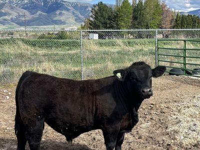Simm/Angus Bull