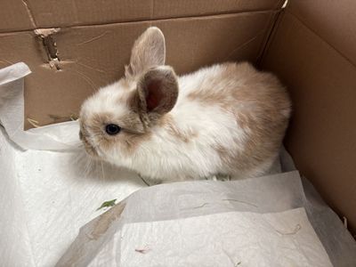 2 Adorable Baby Bunnies