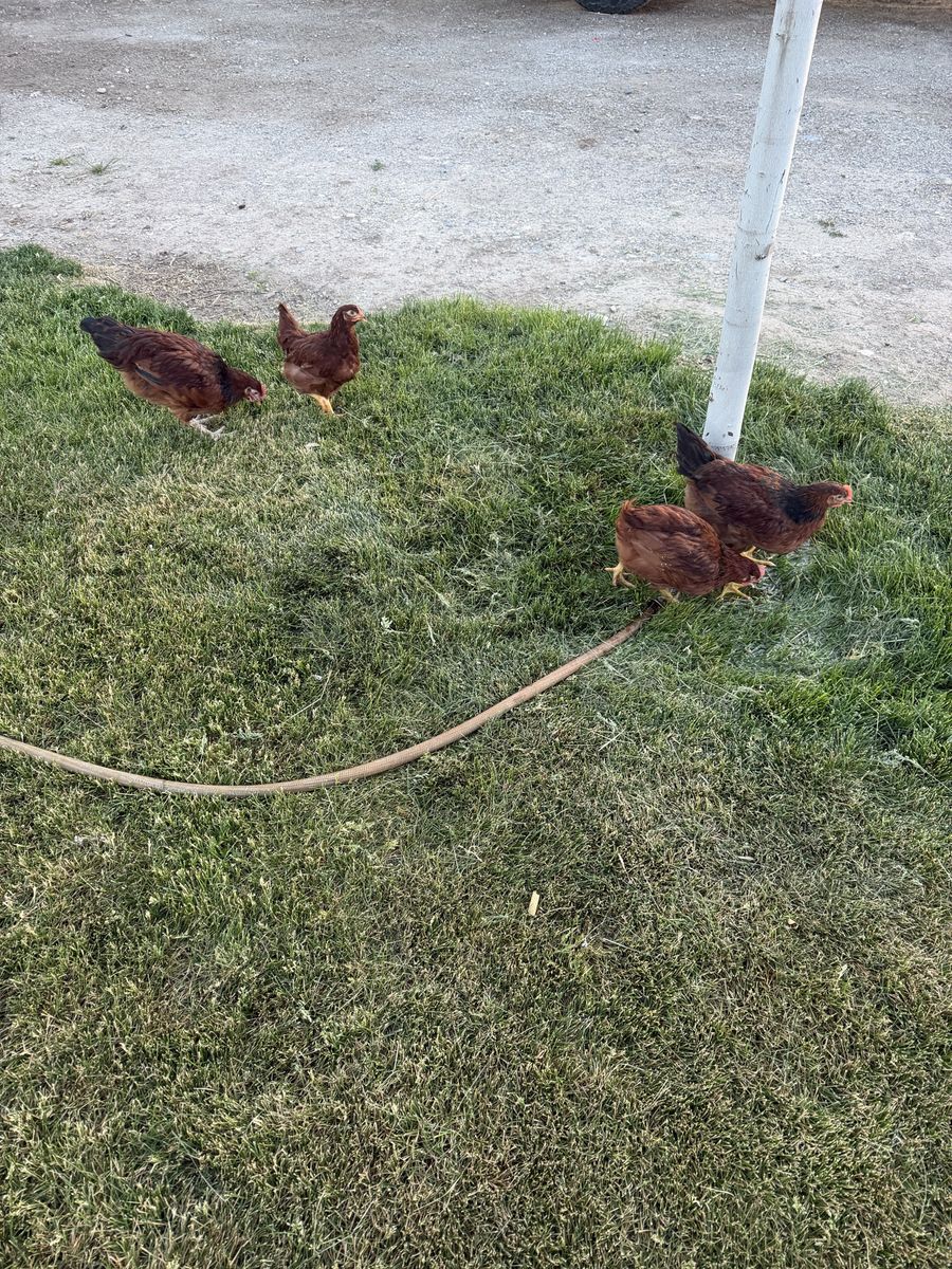 Rhode Island Red Chickens