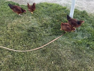 Rhode Island Red Chickens