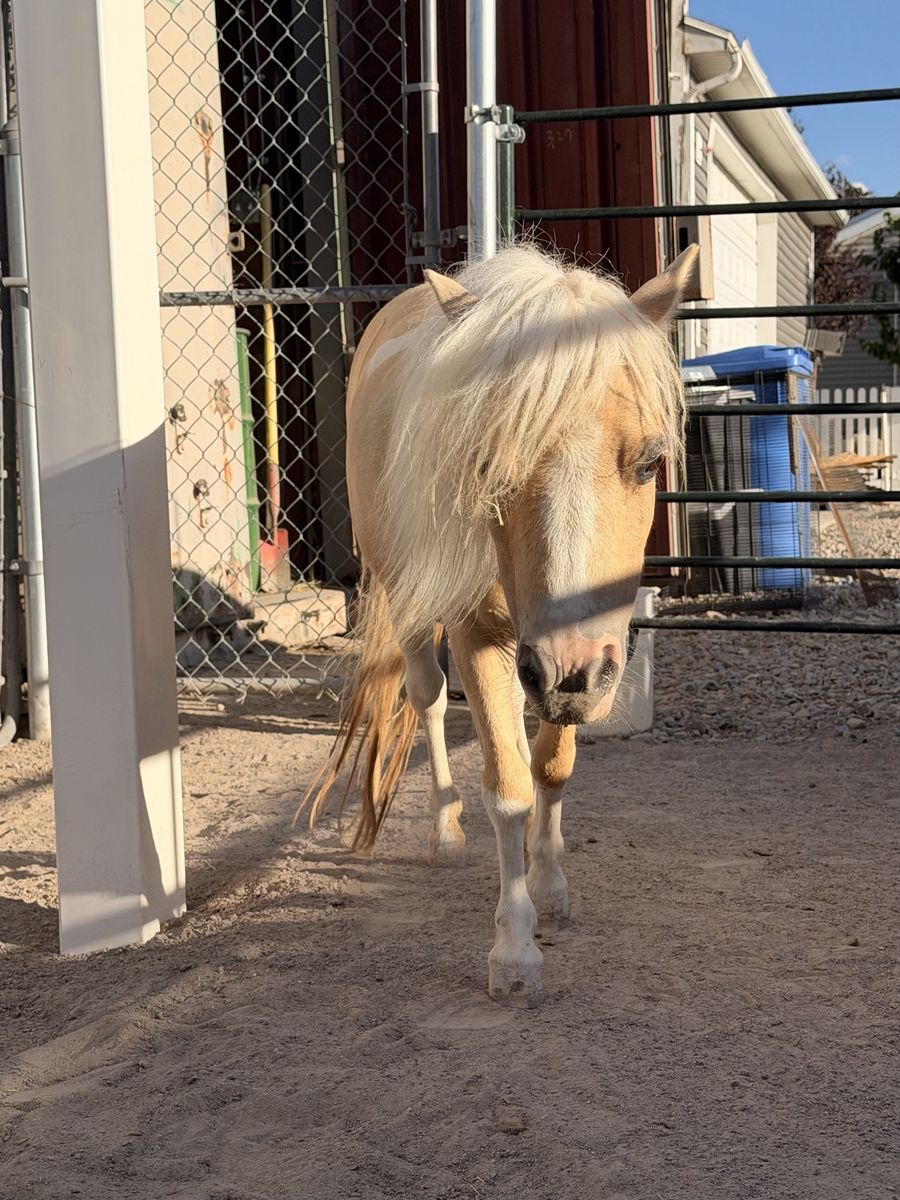 2 Miniature Palomino Horses + buggy