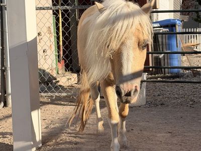 2 Miniature Palomino Horses + buggy