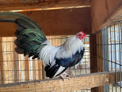 Silver Duckwing Bantom Rooster