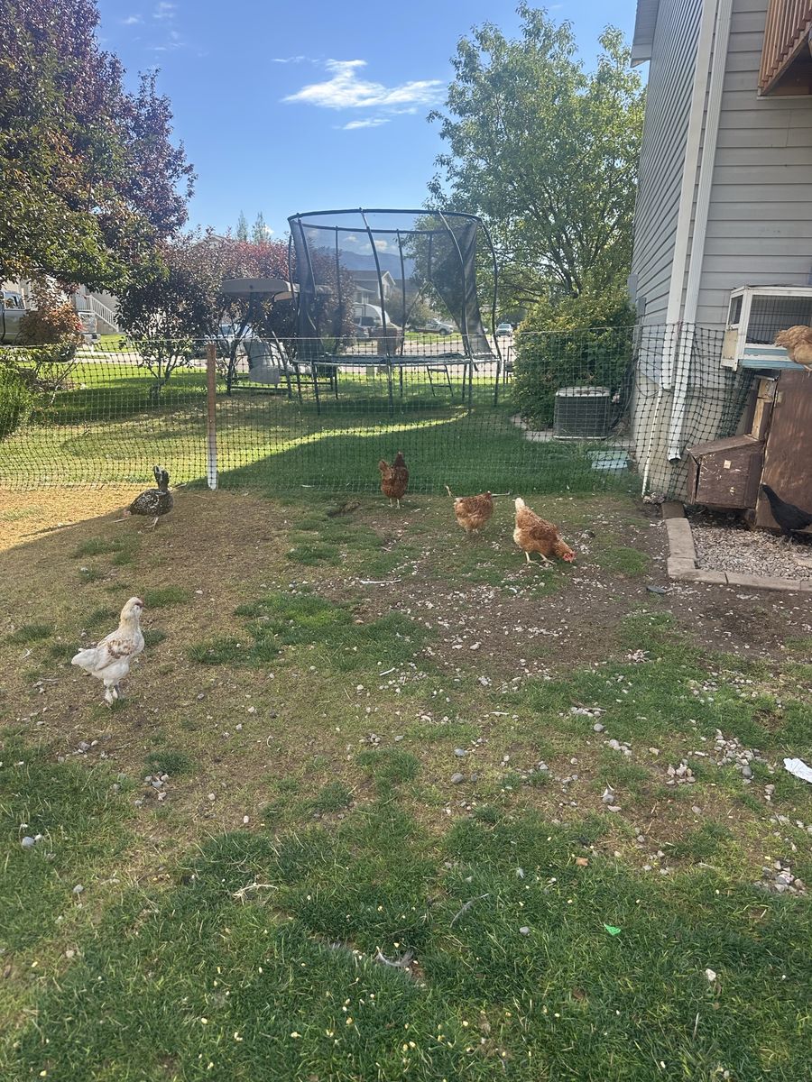 Assorted Backyard Chickens and Ducks