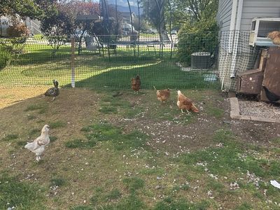 Assorted Backyard Chickens and Ducks