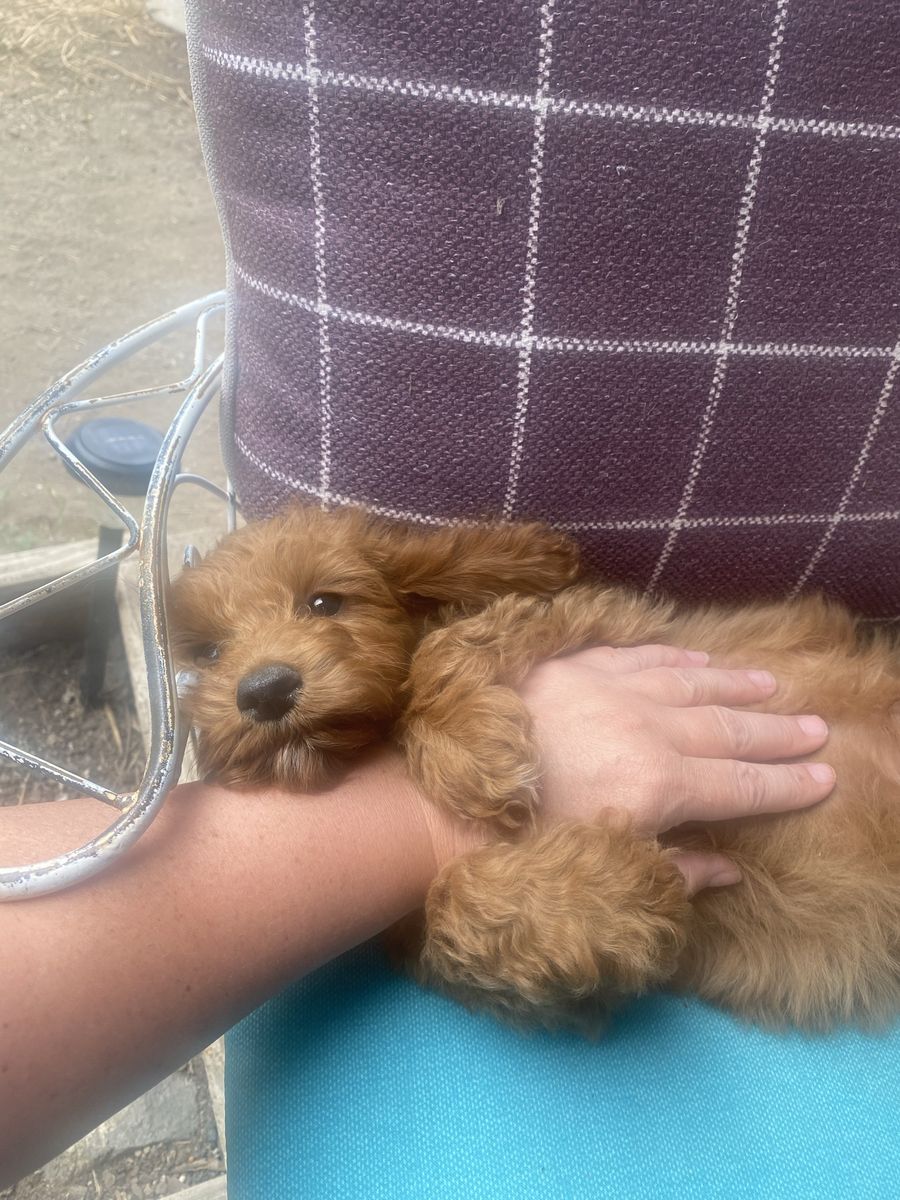 Mini Goldendoodle for sale available now.