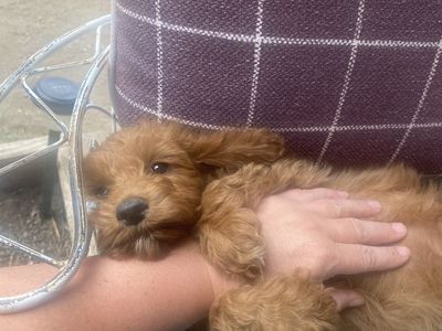 Mini Goldendoodle for sale available now.