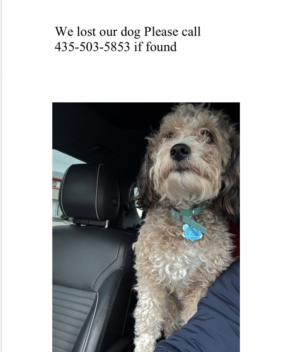 LOST DOG: Missing since Wednesday. Contact 435-503-5853 if found. Reward offered.