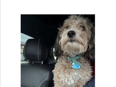 LOST DOG: Missing since Wednesday. Contact 435-503-5853 if found. Reward offered.