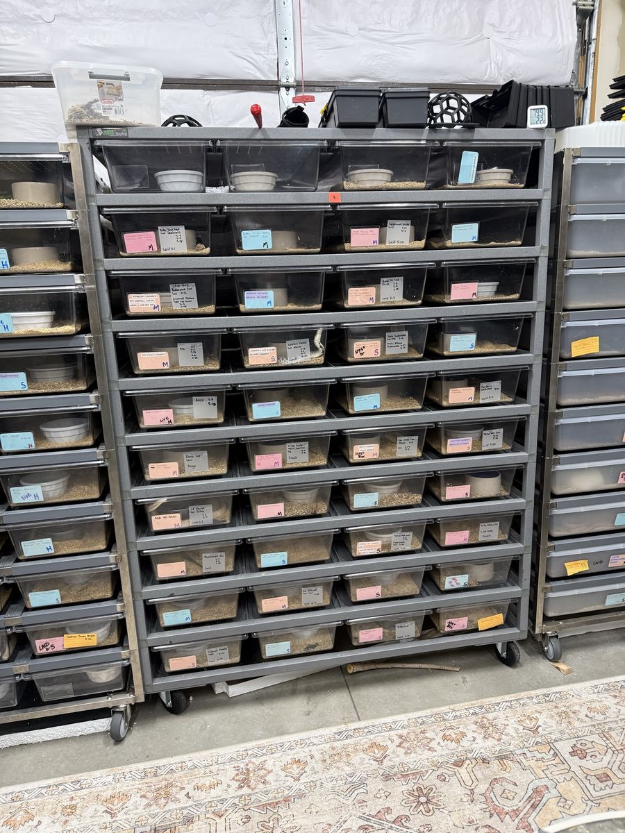 ARS 5540-Hybrid Python/Boa Reptile Rack System - 10 Levels, 40 Tubs, Heat Panels