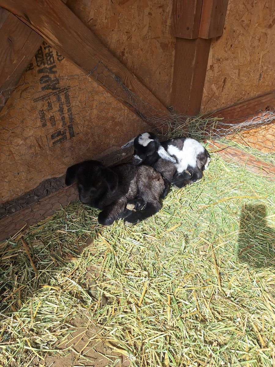 Baby Fainting Goats (Disbudded)