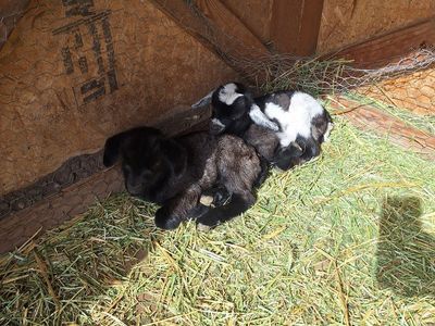 Baby Fainting Goats (Disbudded)