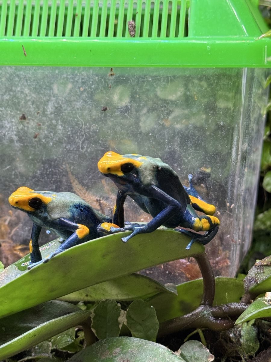 Juvenile Peacock Dart Frogs